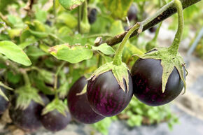 Aubergine 'Purple Blitz'