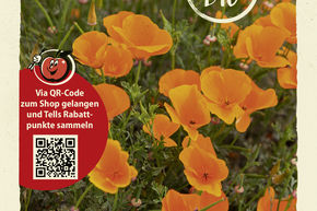 Goldmohn (Kalifornischer Mohn)