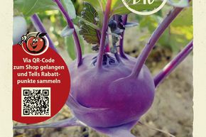 Kohlrabi 'Delikatess blauer'