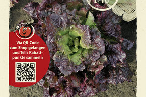 Kopfsalat 'Roter Butterhuptel'