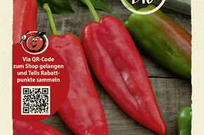 Paprika 'Leutschauer Schotenpfeffer'