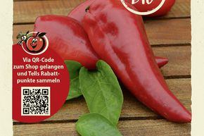 Paprika 'Roter Augsburger' Samen