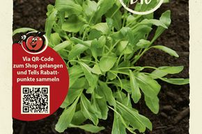 Salatrauke (Rucola) Samen