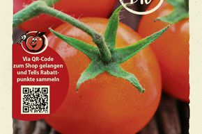 Tomaten 'Berner Rose' Samen