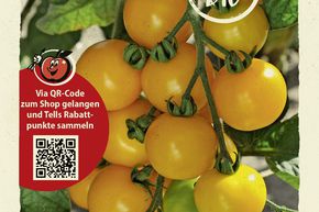 Tomaten 'Justens Gelbe'