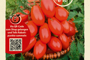 Tomaten 'Naama'