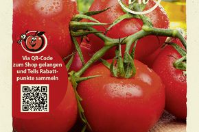 Tomaten 'Rondobella' Samen