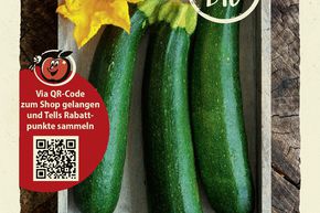 Zucchini 'Black Beauty'