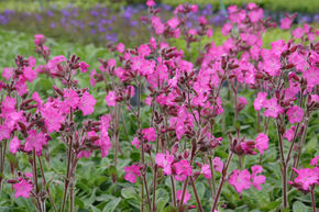 Lychnis flos-jovis 'Rolly's Favorite'  