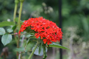 Lychnis chalcedonica