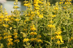 Lysimachia punctata