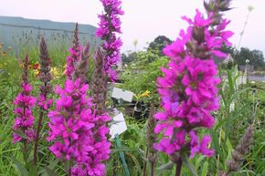 Lythrum salicaria 'Robert'