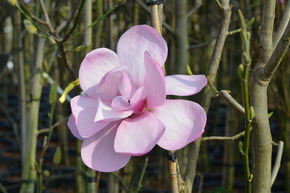 Magnolia 'Susannah van Veen'