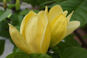 Magnolie, Gurkenmagnolie 'Yellow Bird'