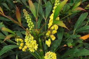 Chinesische Mahonia 'Sweet Winter'