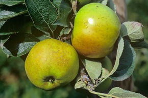 Apfelbaum 'Kanadarenette'