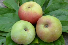 Apfel Ontarioapfel