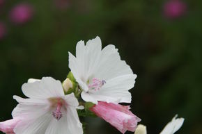 Malva moschata 'Alba'