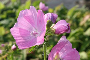 Malva moschata