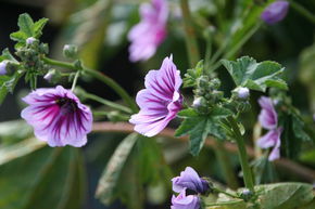 Malva sylvestris 'Zebrina'