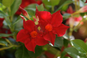 Dipladenia, Mandevilla 'Jade Scarlet'