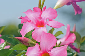 Dipladenia, Mandevilla 'Opale Fuchsia Flamm' Sule