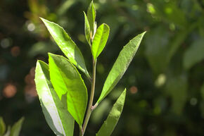Mate Tee Pflanze 'Garden2Cup'