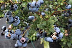 Mehrbeere Heidelbeere: Die besten Aromasorten zusammen in einem Topf