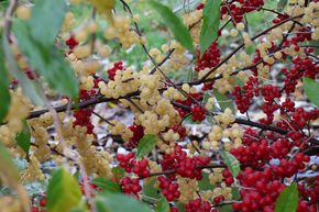 Mehrbeere Pointilla: gelbe UND rote Pointilla in einem Topf