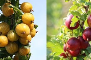 Mehrbeere® Stachelbeere: gelbe UND rote grossfruchtige Stachelbeeren in einem Topf