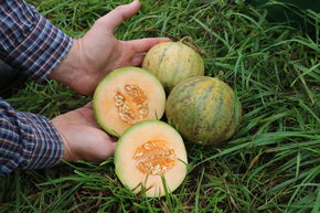 Honigmelone Cantaloup Charentais BIO