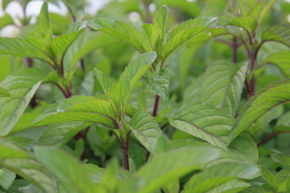 Mentha aquatica