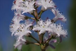 Menyanthes trifoliata