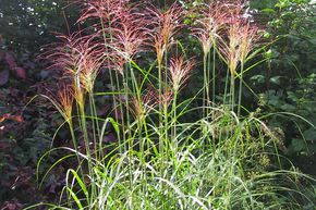 Miscanthus sinensis 'Pnktchen'