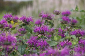 Indianernessel 'Blaustrumpf'