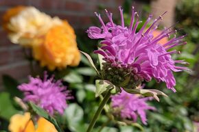 Monarda fistulosa var. Menthifolia 'Pummel' 