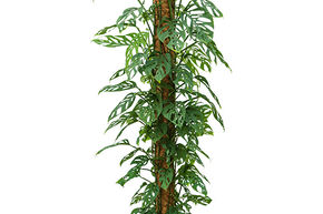 Monstera obliqua