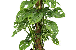 Monstera obliqua