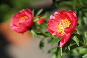 Paeonia x lactiflora 'Montezuma'
