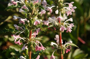 Morina longifolia