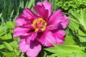 Paeonia  itoh 'Morning Lilac'