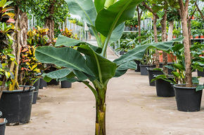 Musa tropicana