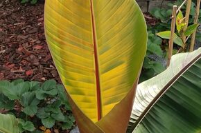 Bananier rustique 'Helen's Hybrid'