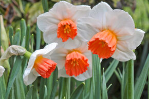 Blumenzwiebelbeet Frhlingssehnsucht