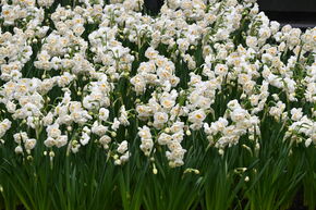 Gefllte Narzisse 'Bridal Crown'