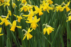 Alpenveilchen-Narzisse 'February Gold'