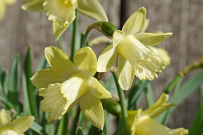 Narzisse 'Gipsy Queen'