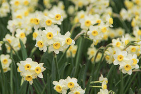 Blumenzwiebel-Mischung 'Narzissen mit kleinen Blten'' 