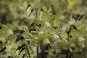 Triandrus Narzisse 'Moonlight Sensation'