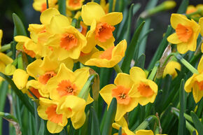 Narcissus 'Morning Blaze'
